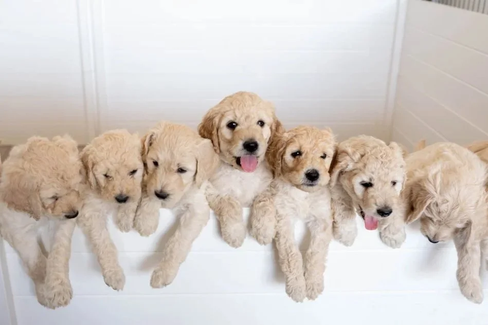 超希少！BABY DODDS レコード3枚組&ビデオ Goldendoodle, Bernedoodle & Poodle Breeders in AZ | Daisy Mountain